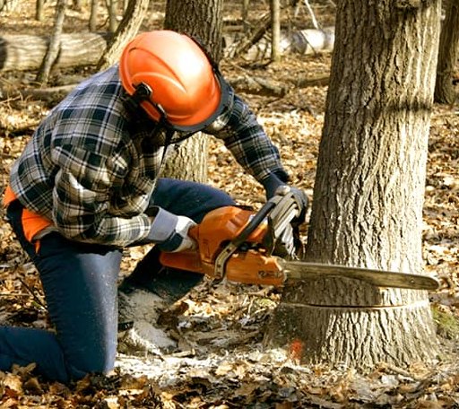 Tree Removal in Marvin, SD